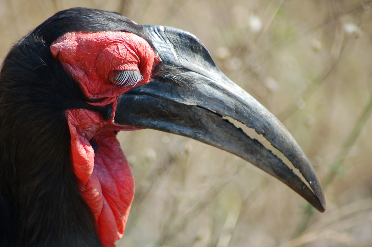 Southern Ground-Hornbill - Terence Alexander