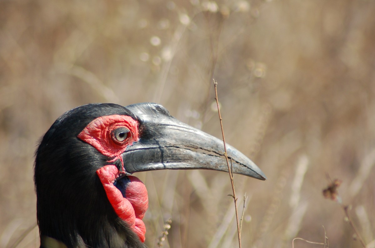 Southern Ground-Hornbill - Terence Alexander