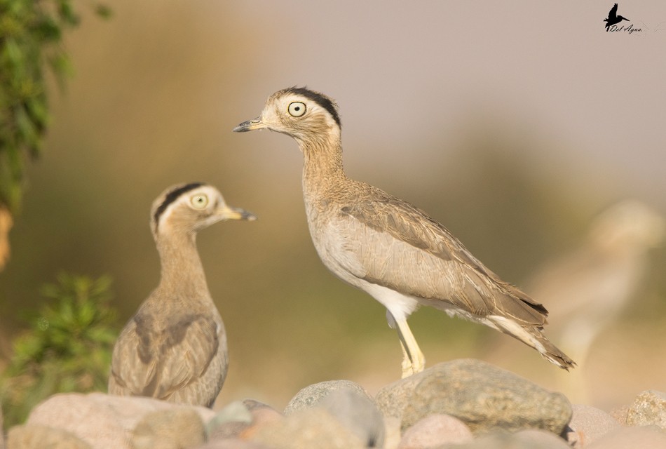 Peruvian Thick-knee - ML225439631