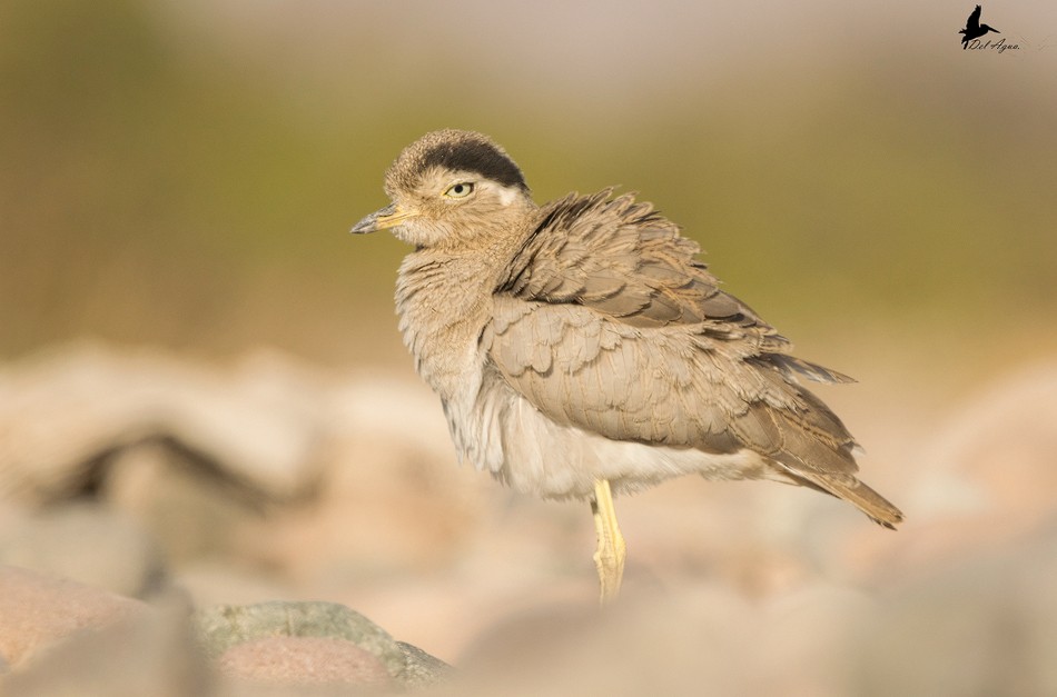 Peruvian Thick-knee - ML225439641