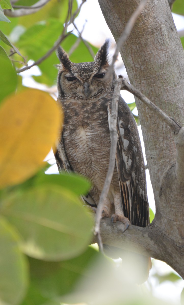 Grayish Eagle-Owl - ML225440031
