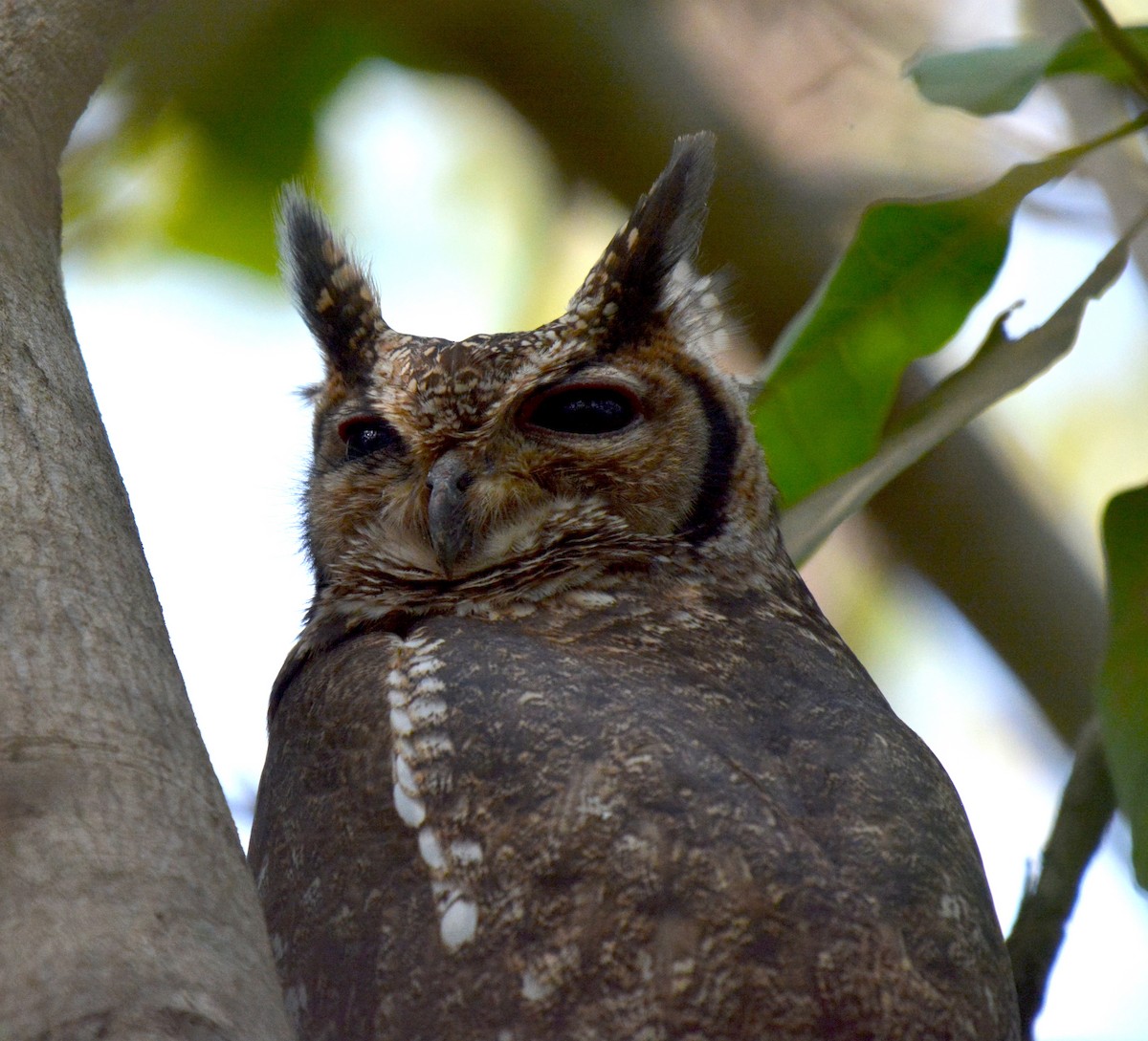 Grayish Eagle-Owl - ML225440281