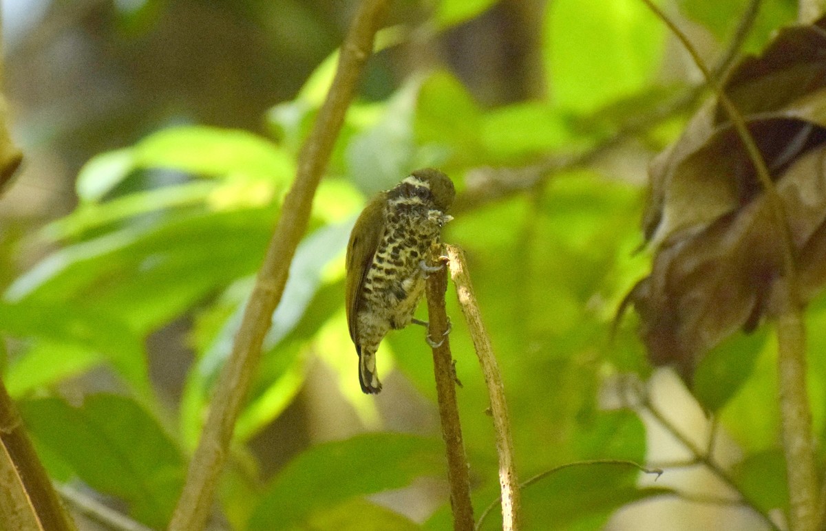 Speckled Piculet - ML225440601