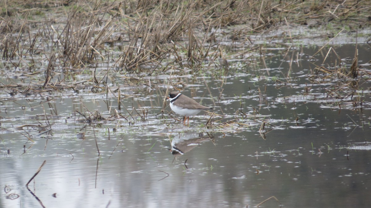 Semipalmated Plover - ML22544061