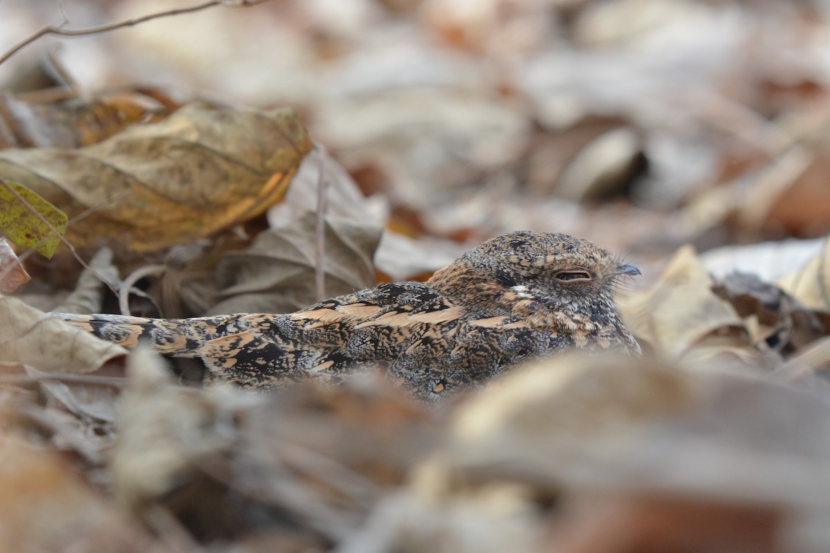 Standard-winged Nightjar - ML225440741