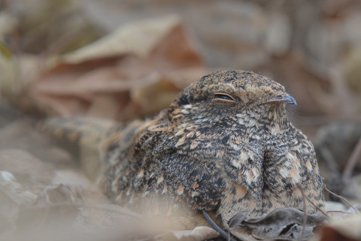 Standard-winged Nightjar - ML225440811