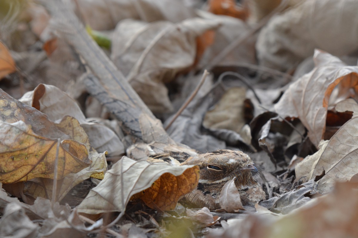 Long-tailed Nightjar - ML225440991