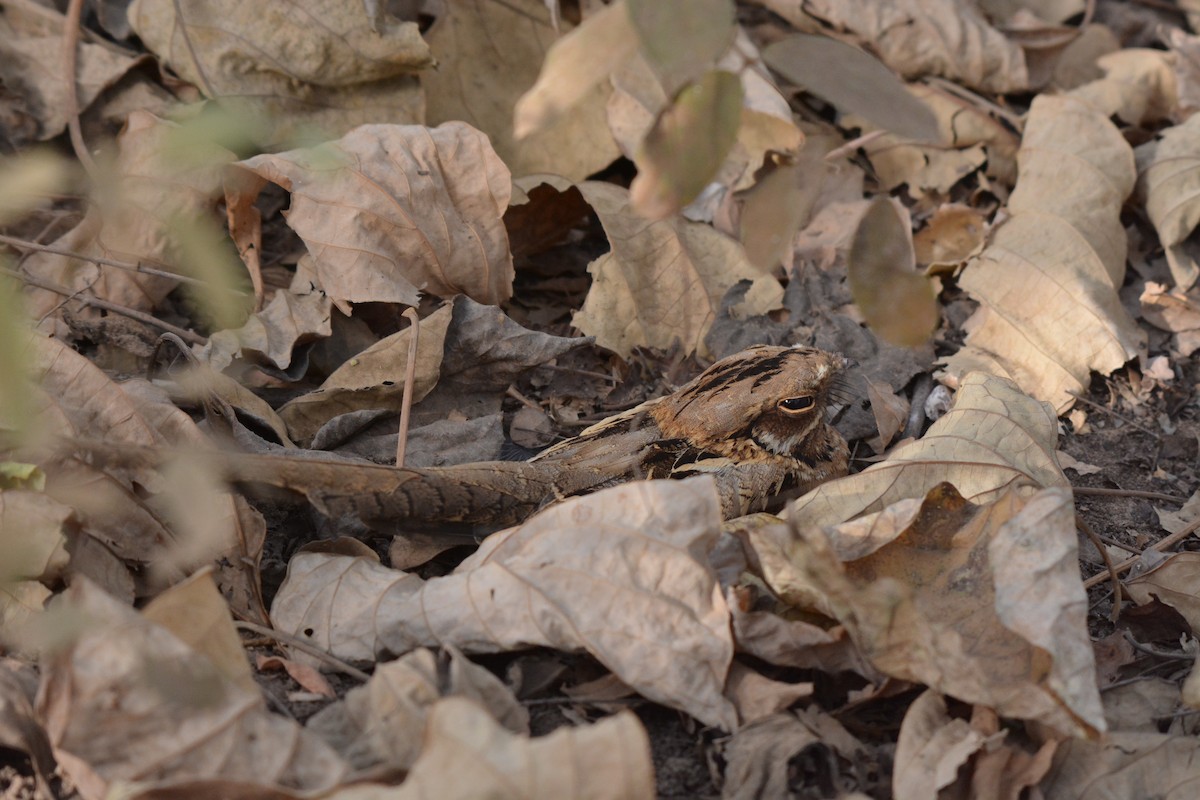 Long-tailed Nightjar - Frank Spooner