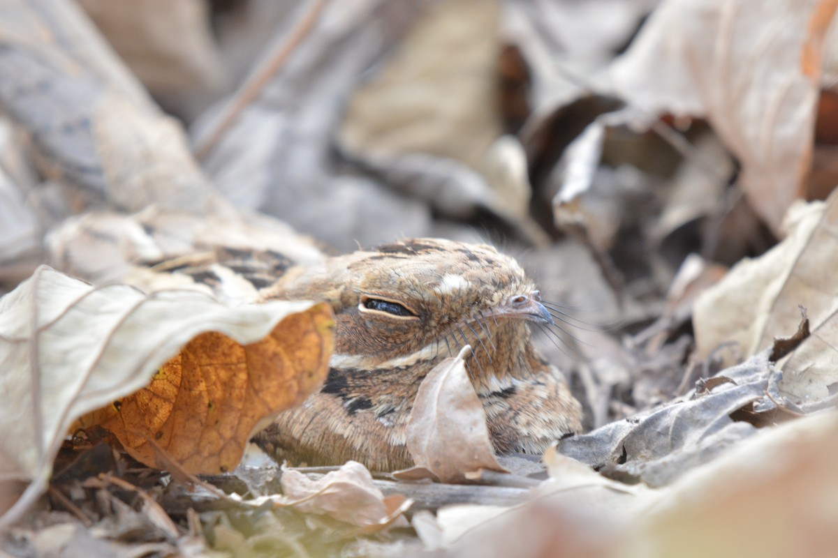 Long-tailed Nightjar - ML225441081