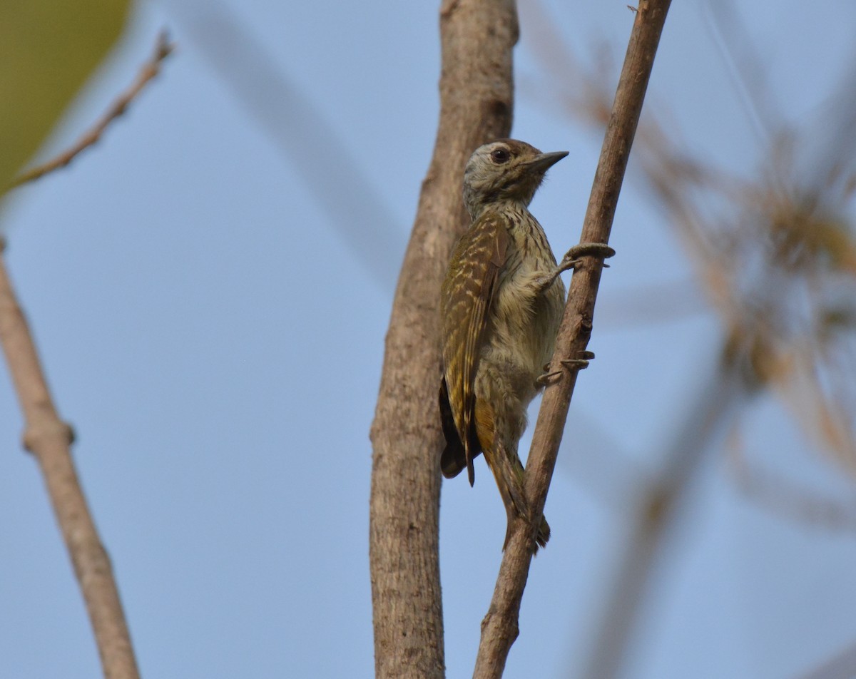 Cardinal Woodpecker - ML225441241