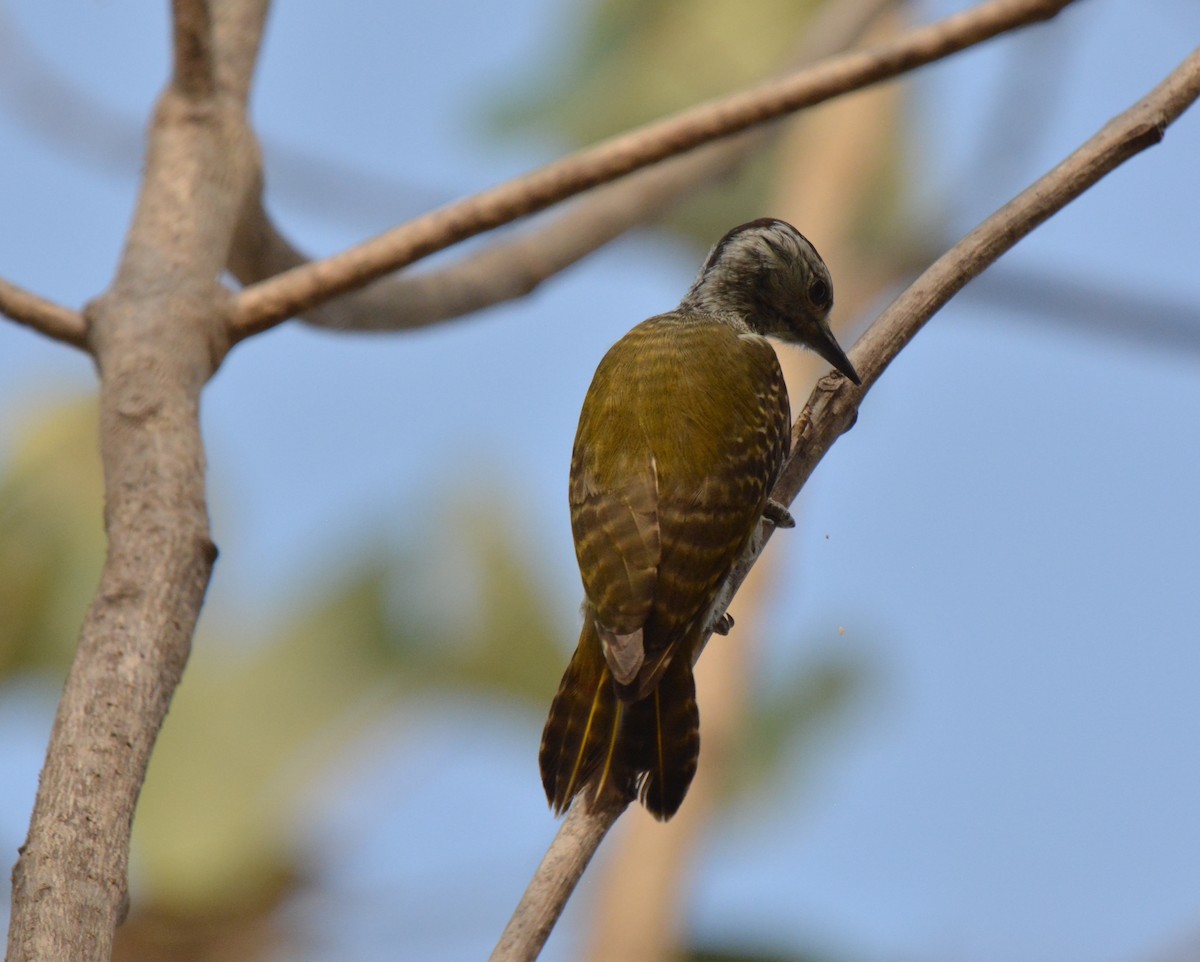 Cardinal Woodpecker - ML225441281