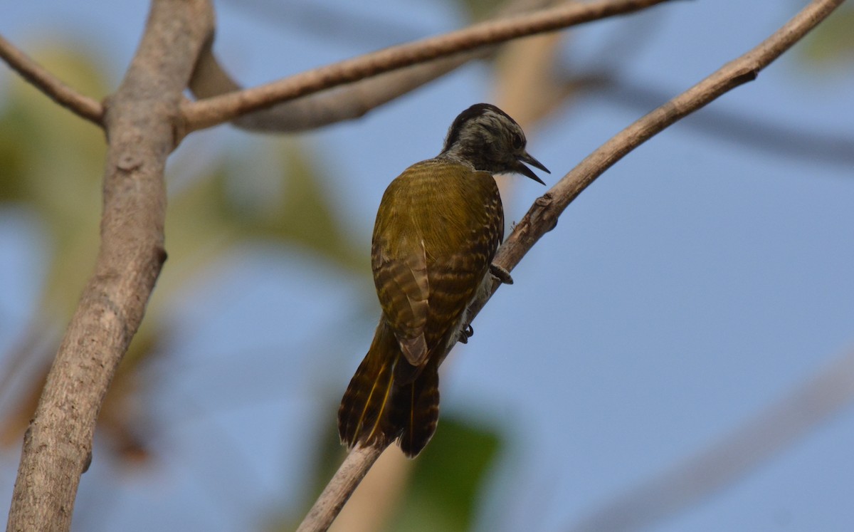 Cardinal Woodpecker - ML225441371