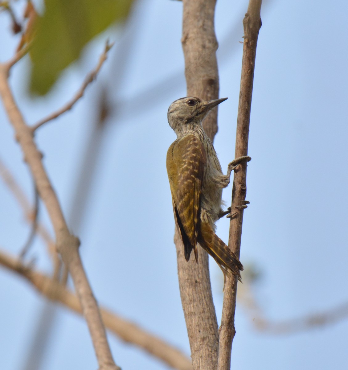 Cardinal Woodpecker - ML225441451