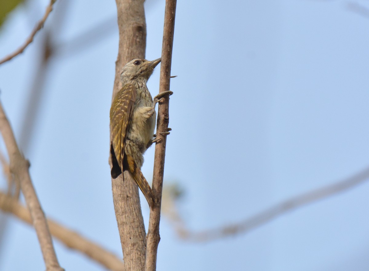 Cardinal Woodpecker - ML225441501