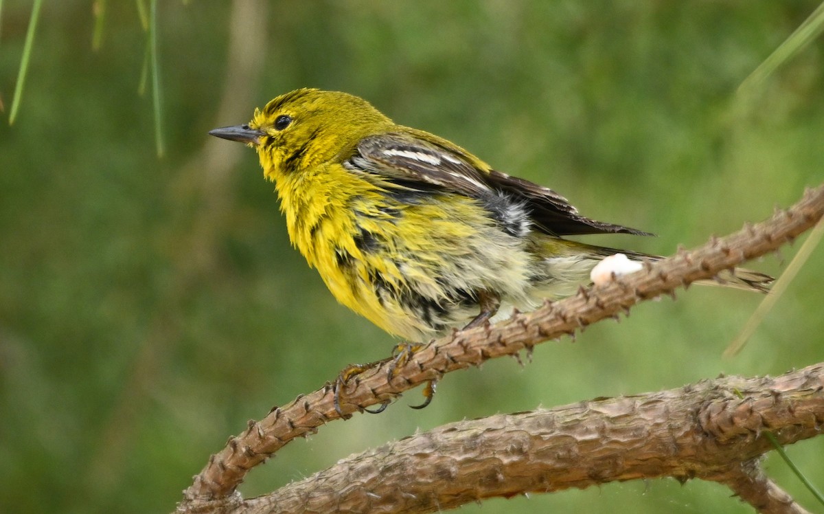 Pine Warbler - ML225442131