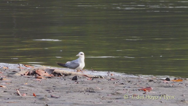 Gull-billed Tern - ML225443021