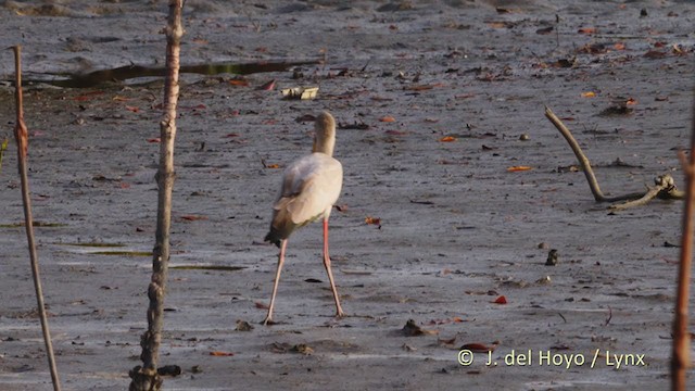 Yellow-billed Stork - ML225443031