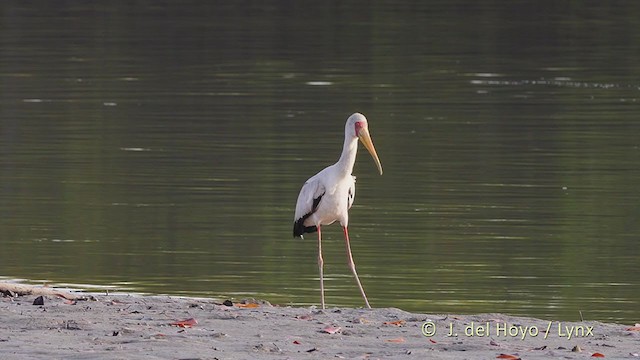 Yellow-billed Stork - ML225443041