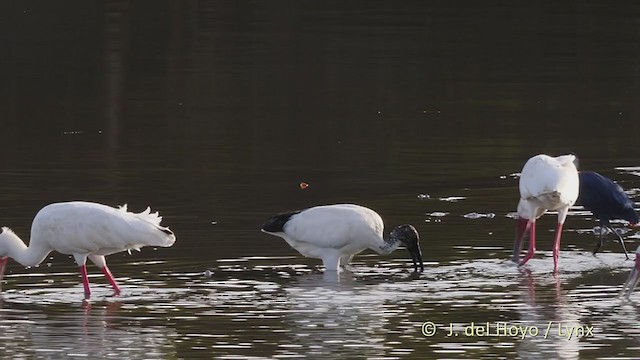 African Sacred Ibis - ML225443181