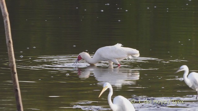 African Spoonbill - ML225443291