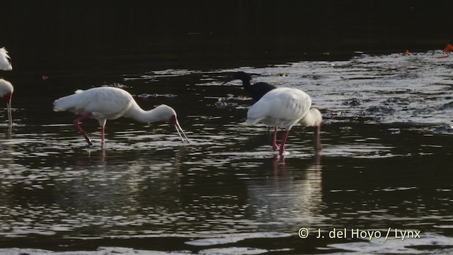 African Spoonbill - ML225443301