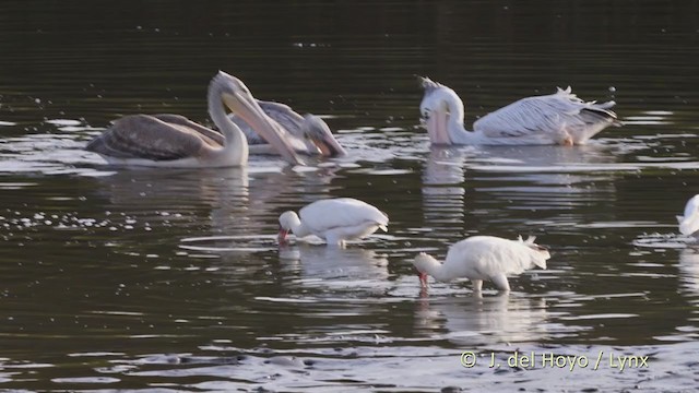 African Spoonbill - ML225443331