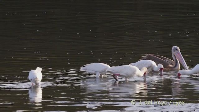 African Spoonbill - ML225443341