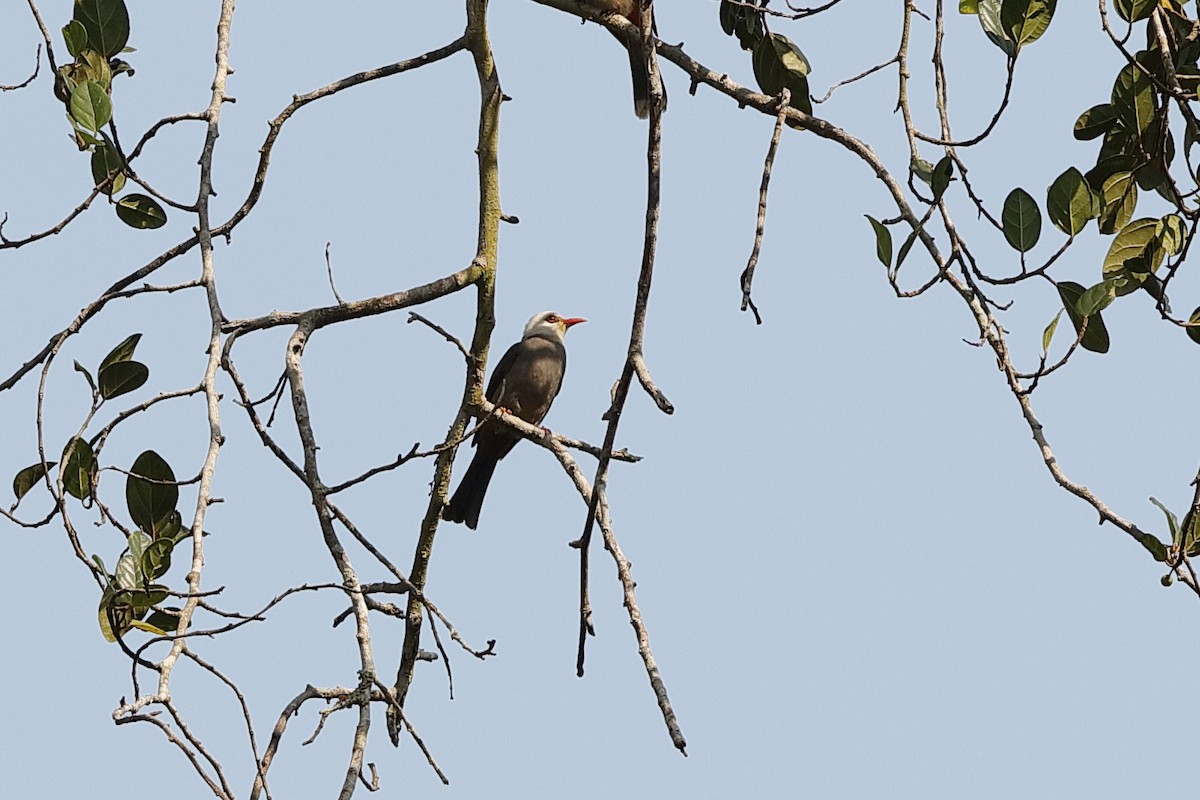 Black Bulbul - Holger Teichmann