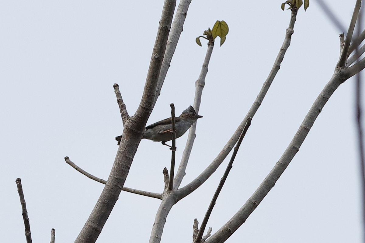 Striated Yuhina - Holger Teichmann