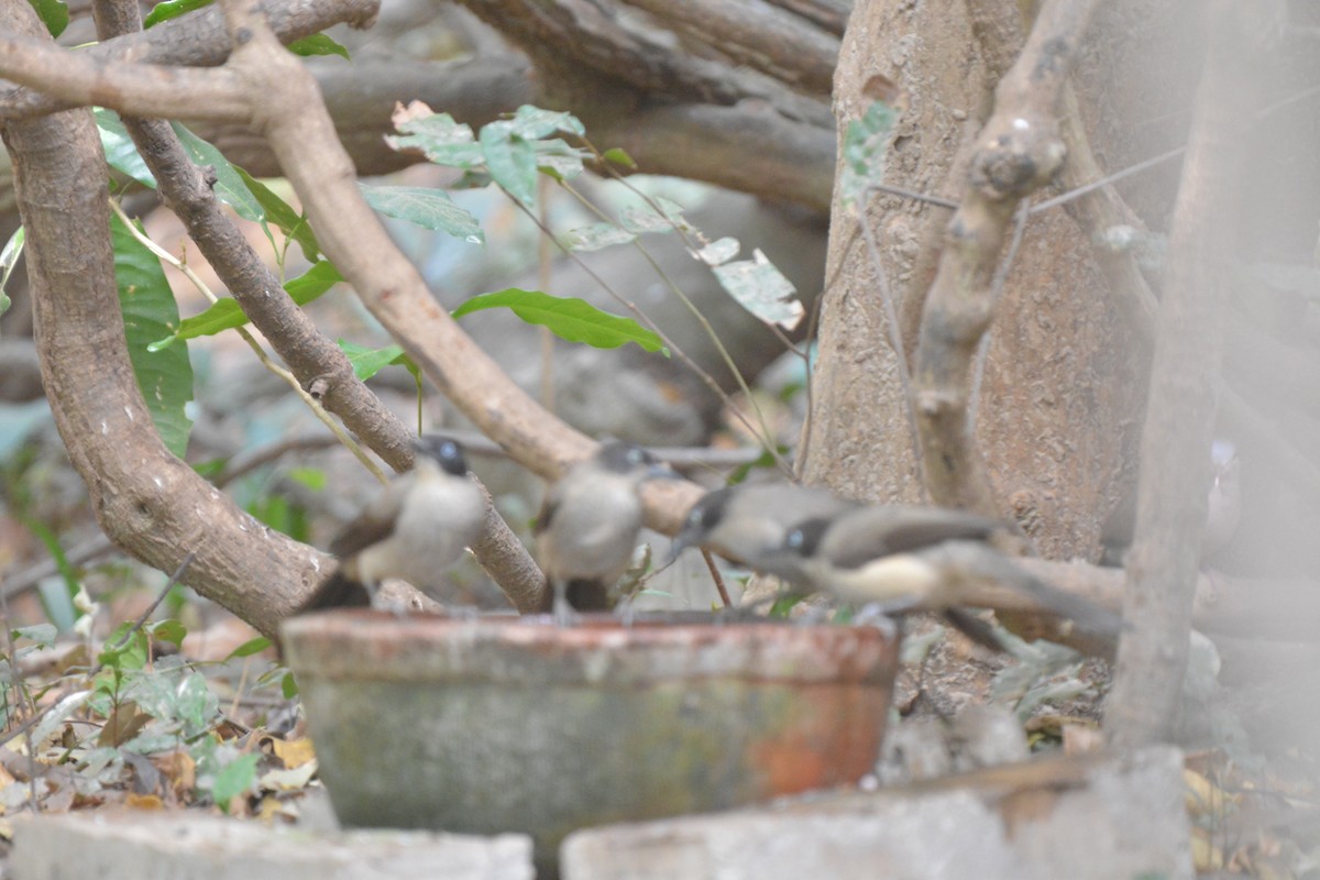 Blackcap Babbler - ML225444401