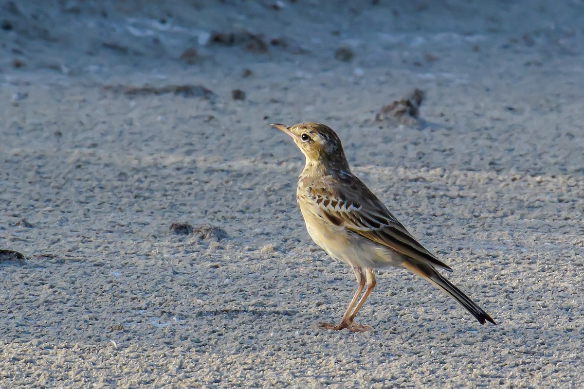 Tawny Pipit - Giuseppe Citino