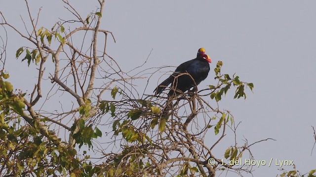 Turaco Violáceo - ML225444911