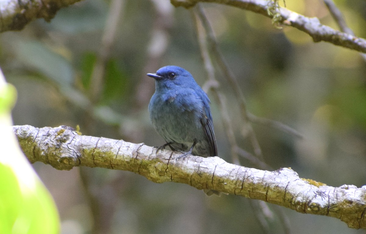 Nilgiri Flycatcher - ML225444961