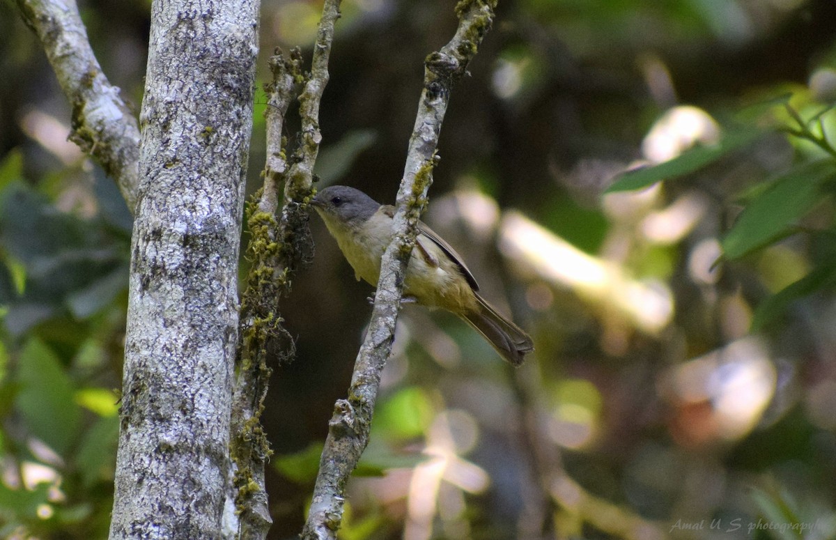 Brown-cheeked Fulvetta - ML225445031