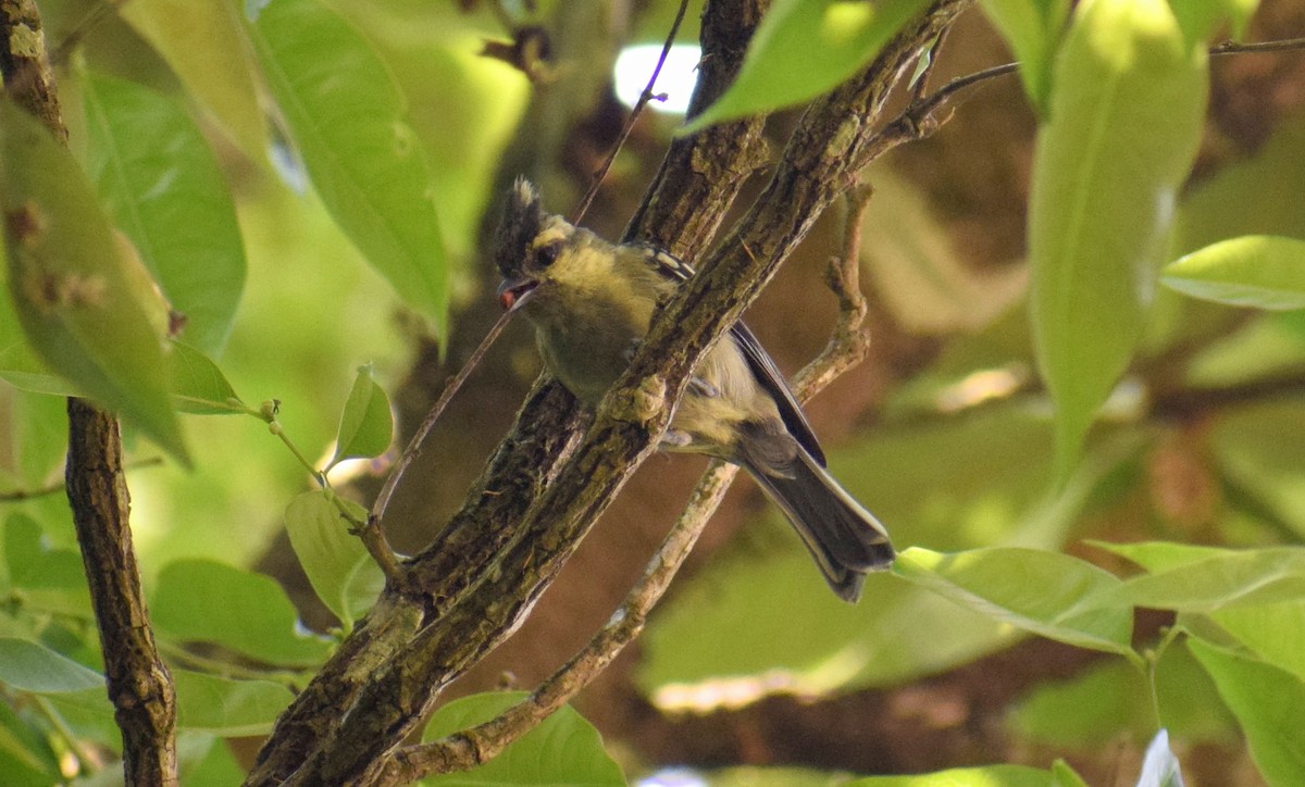 Indian Yellow Tit - ML225445041