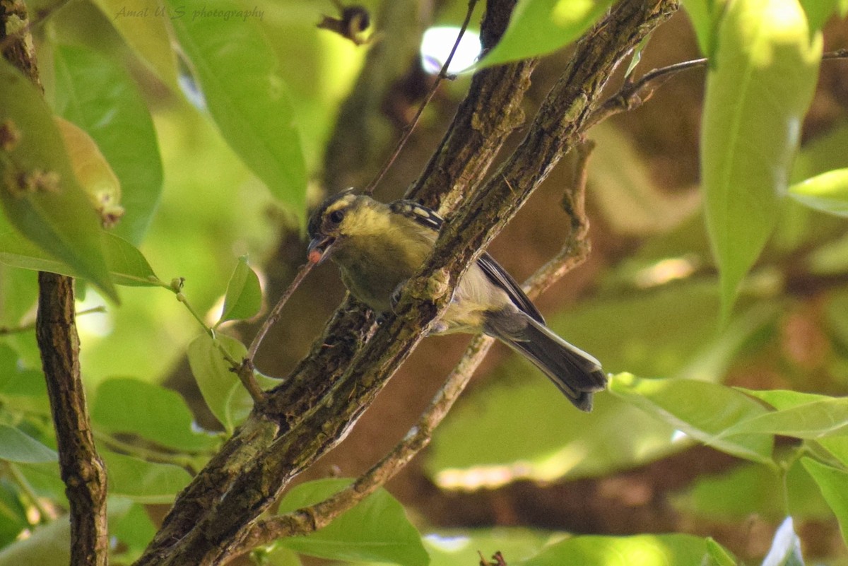 Indian Yellow Tit - ML225445051