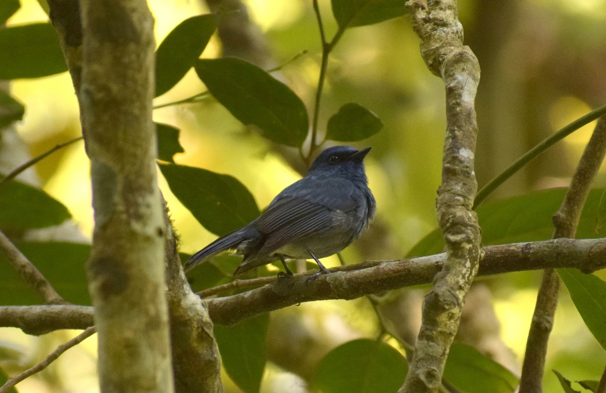 Nilgiri Flycatcher - ML225445071