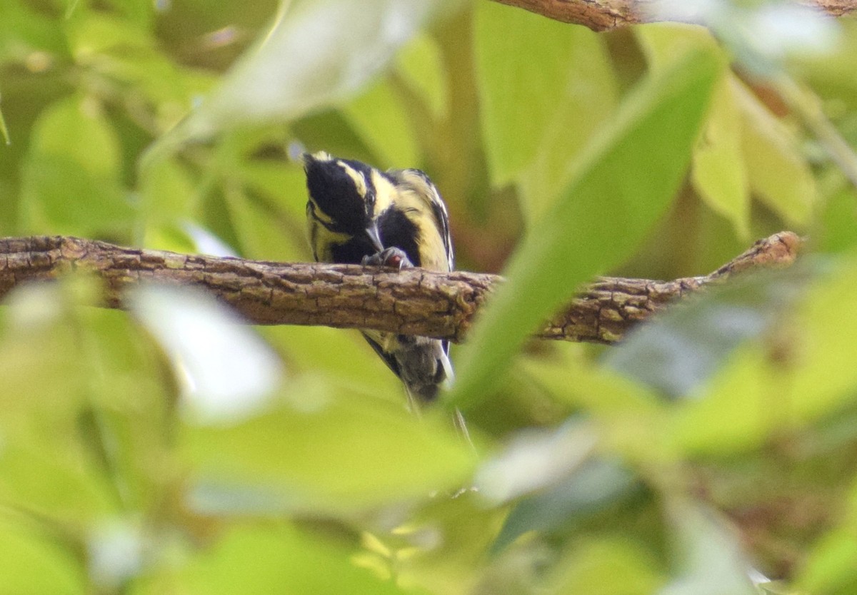 Indian Yellow Tit - ML225445081