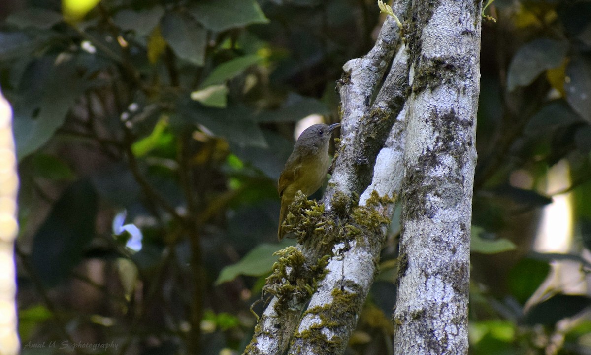 Brown-cheeked Fulvetta - ML225445091