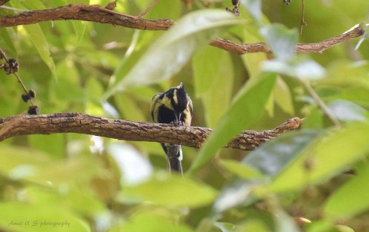 Indian Yellow Tit - ML225445101