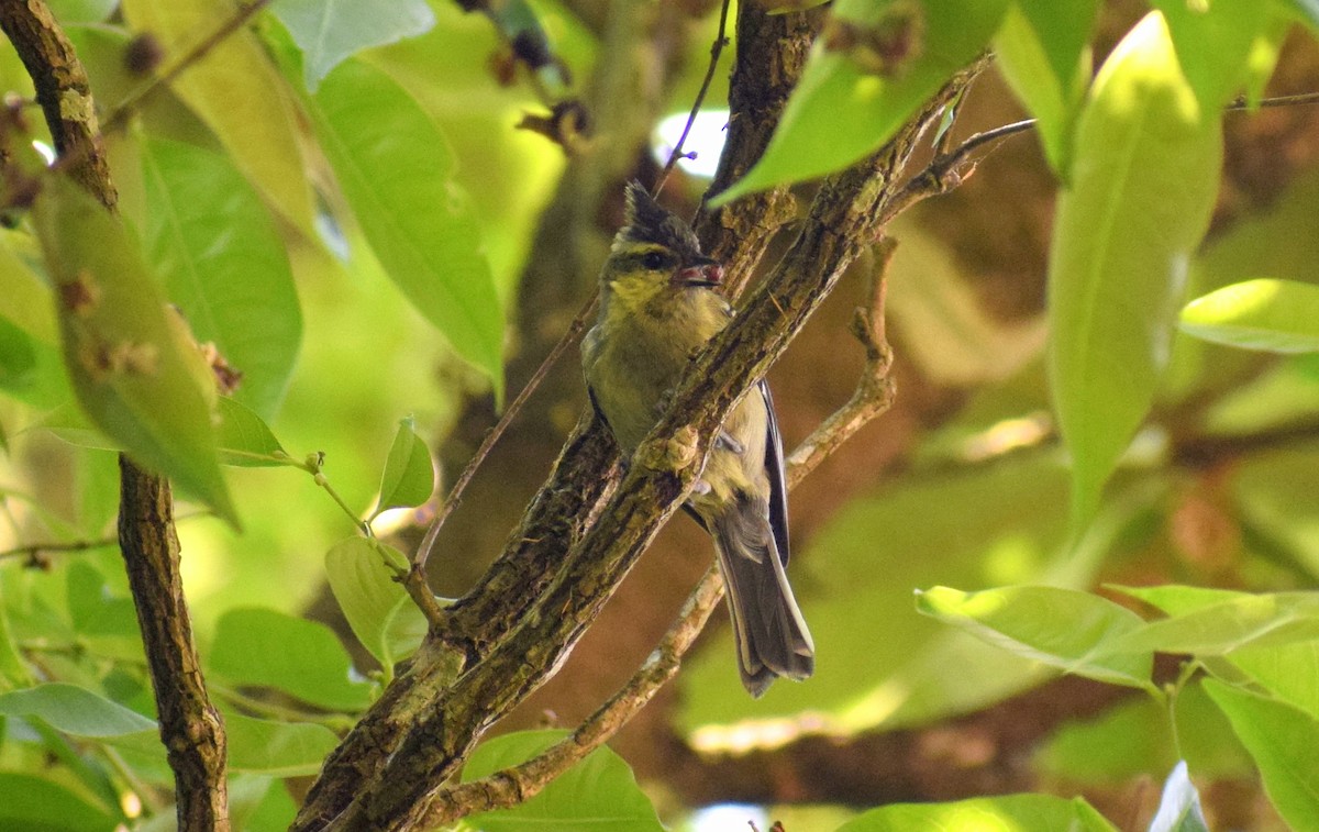 Indian Yellow Tit - ML225445171