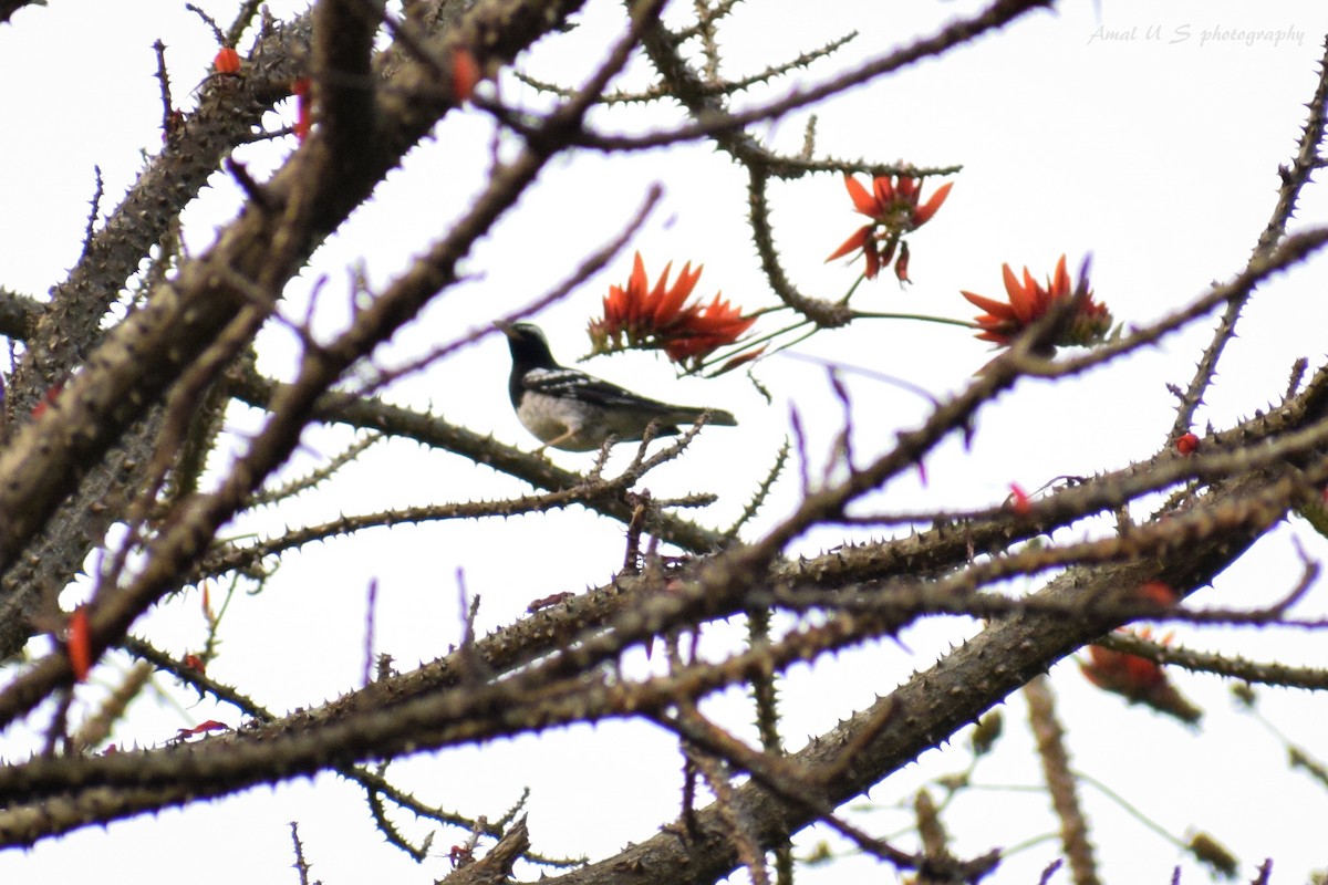 Pied Thrush - ML225445181