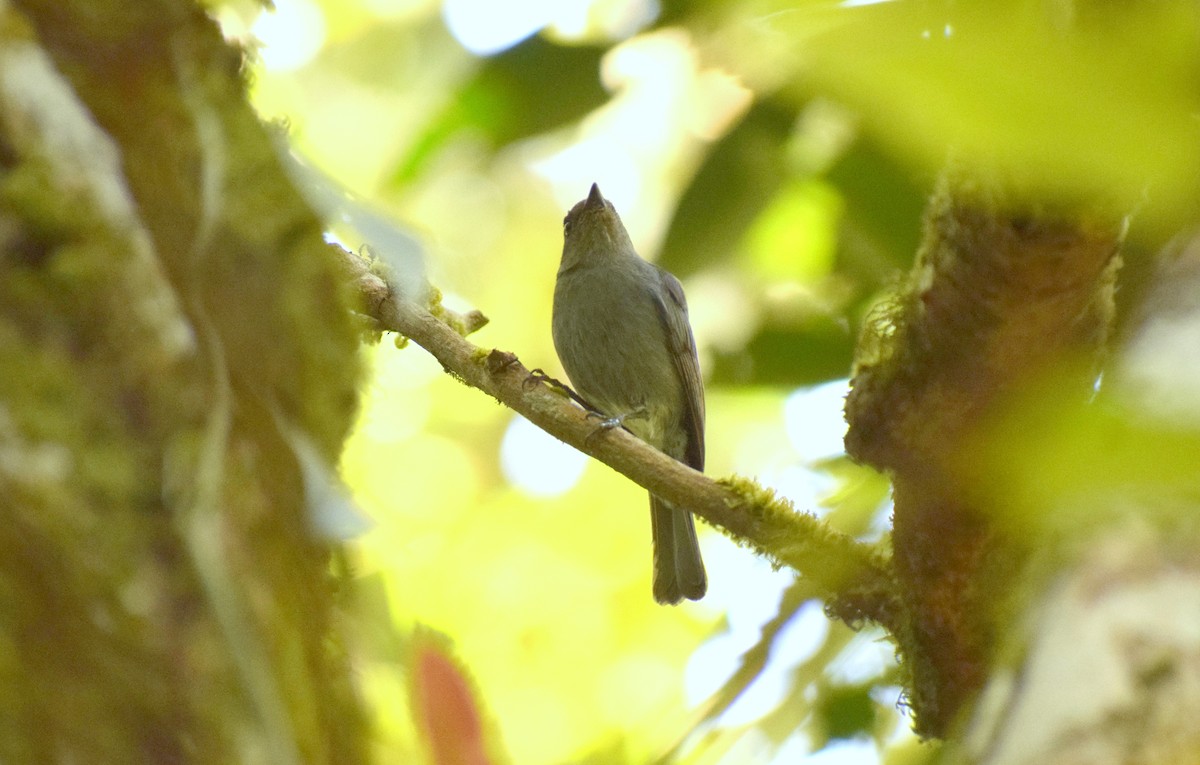Nilgiri Flycatcher - ML225445231