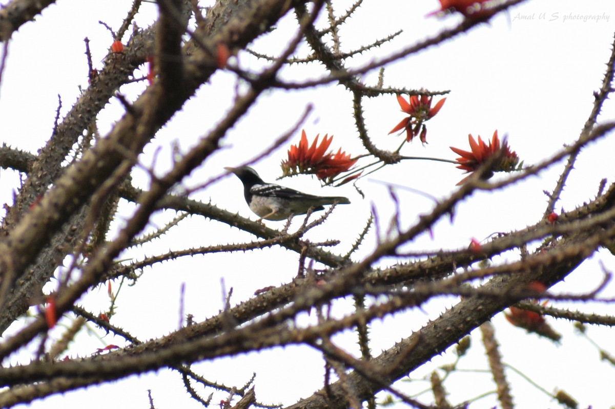 Pied Thrush - ML225445241