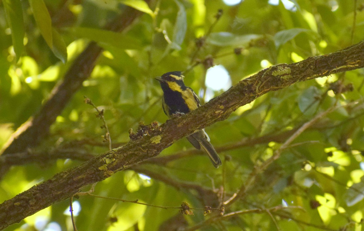 Indian Yellow Tit - ML225445261