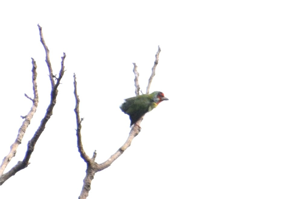 Malabar Barbet - ML225445271