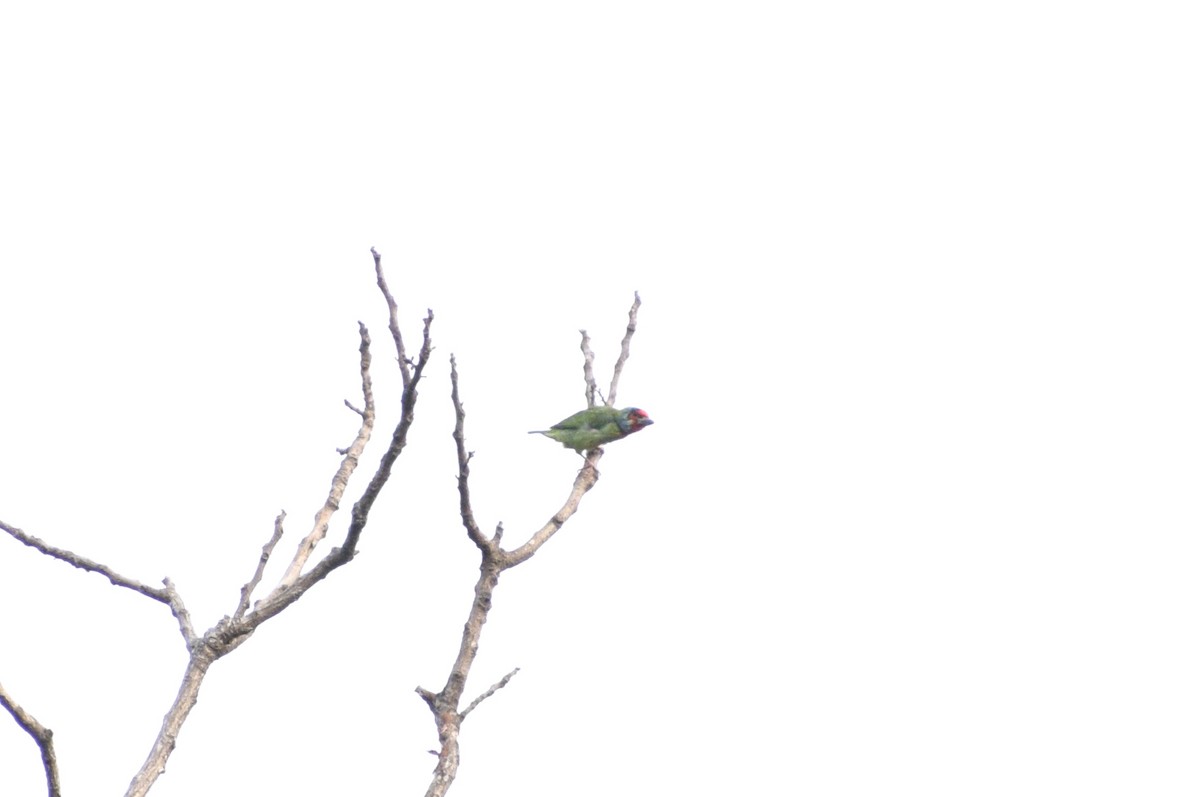 Malabar Barbet - ML225445281