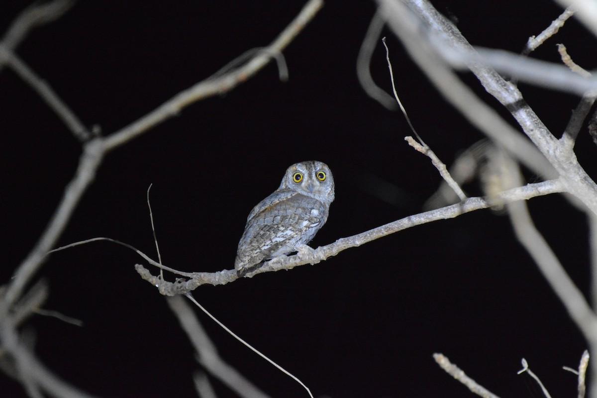African Scops-Owl (African) - Frank Spooner