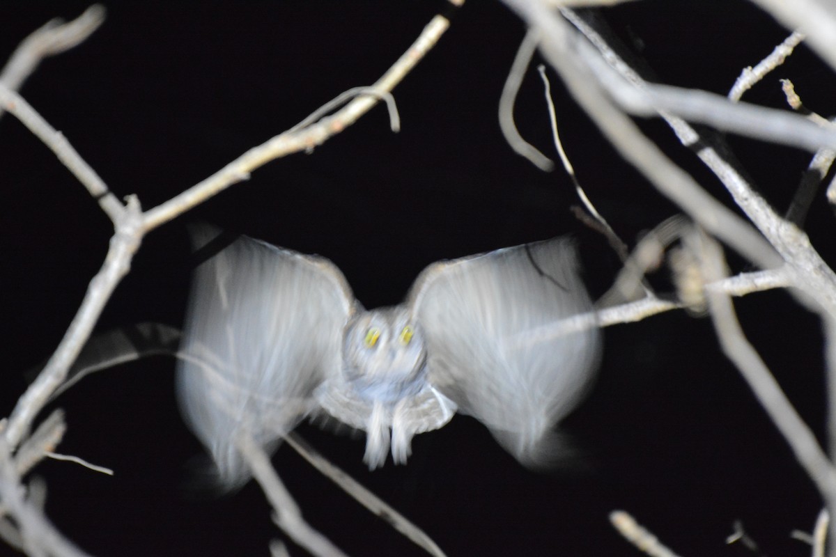African Scops-Owl (African) - ML225445311