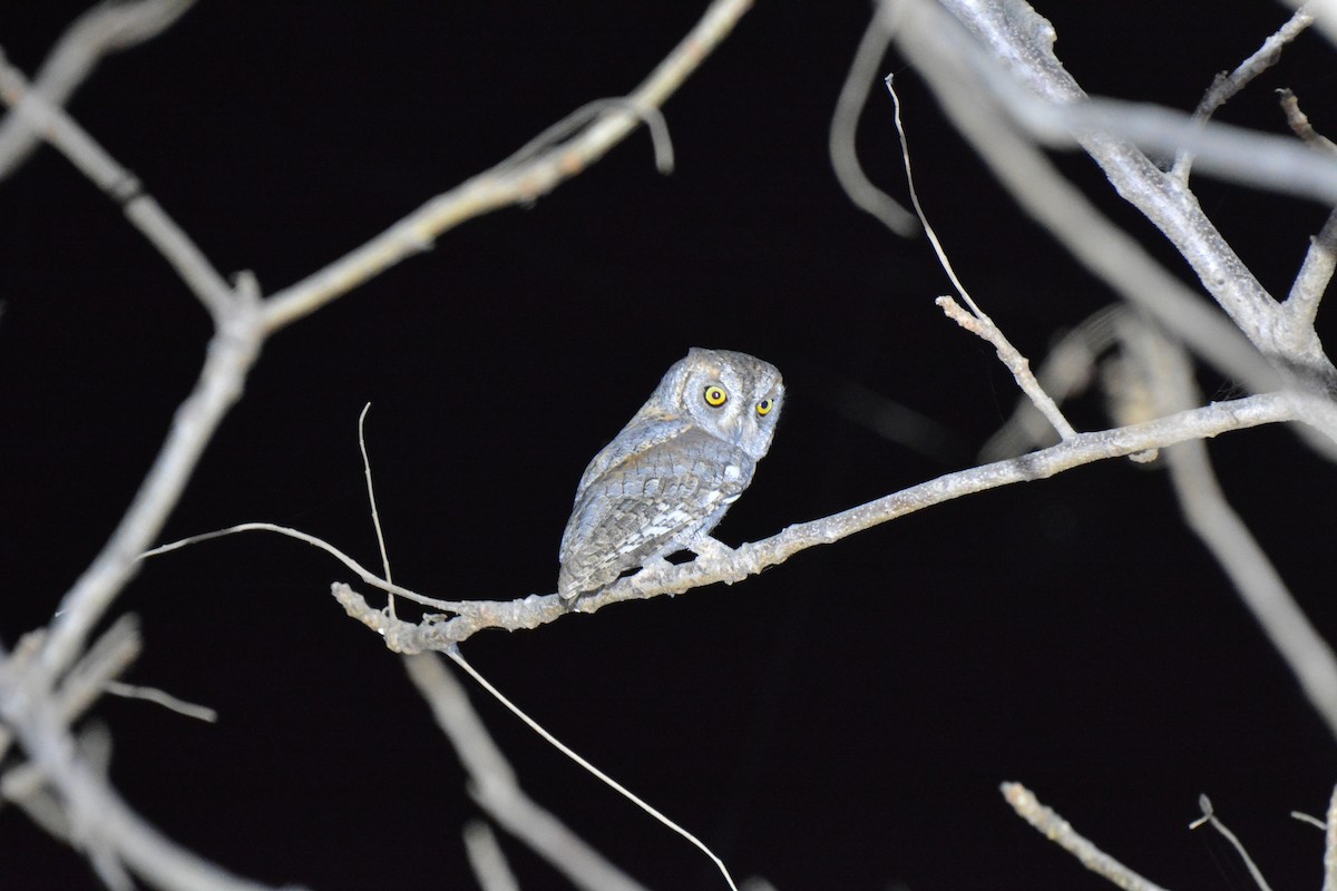 African Scops-Owl (African) - ML225445381